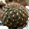 Sulcorebutia _krugerae _ssp.hoffmannii _JPS623 _02